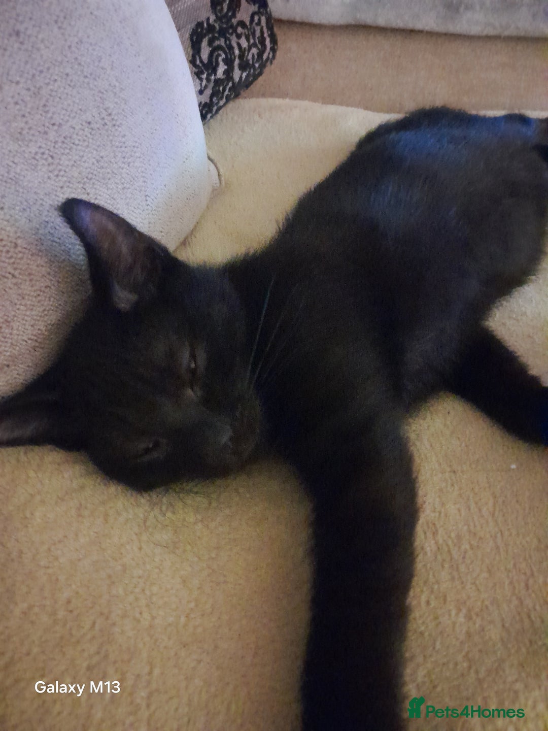 Mixed Breed cats for sale: Last maine coon mix kitten left Ready now. - Image 6