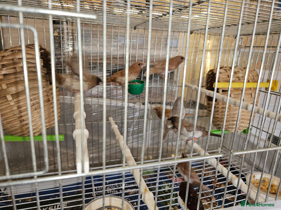 Finches birds for sale: Bengali society finches and zebra finches for sale - Advert 2