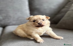 Pomeranian dogs for sale: Pomeranian puppies girl and boy  - Image 7