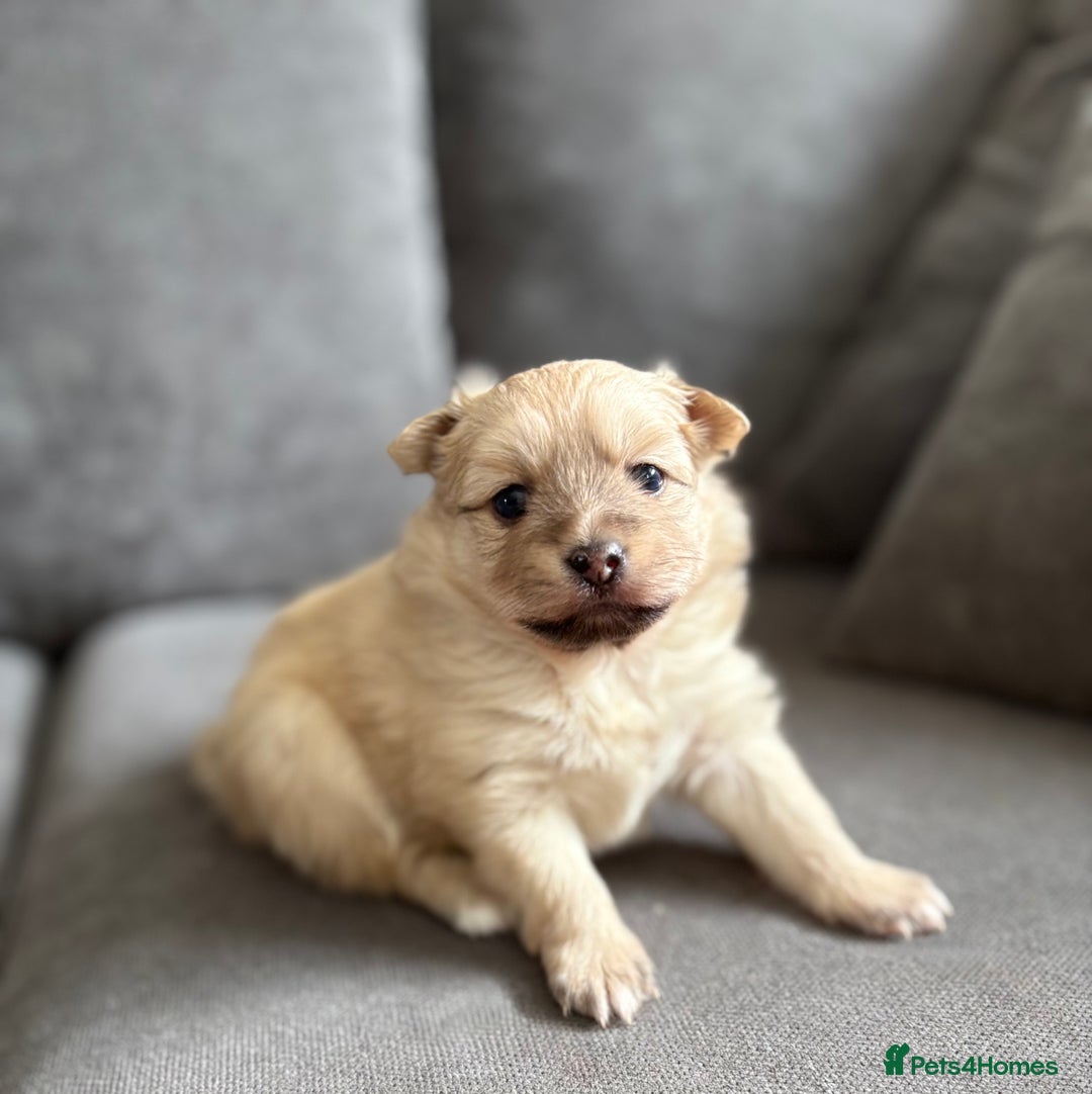 Pomeranian dogs for sale: Pomeranian puppies girl and boy  - Image 7