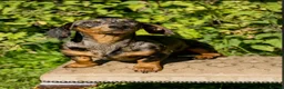 Miniature Dachshund dogs for sale: Miniature Dachshund puppys ready now  - Advert 3