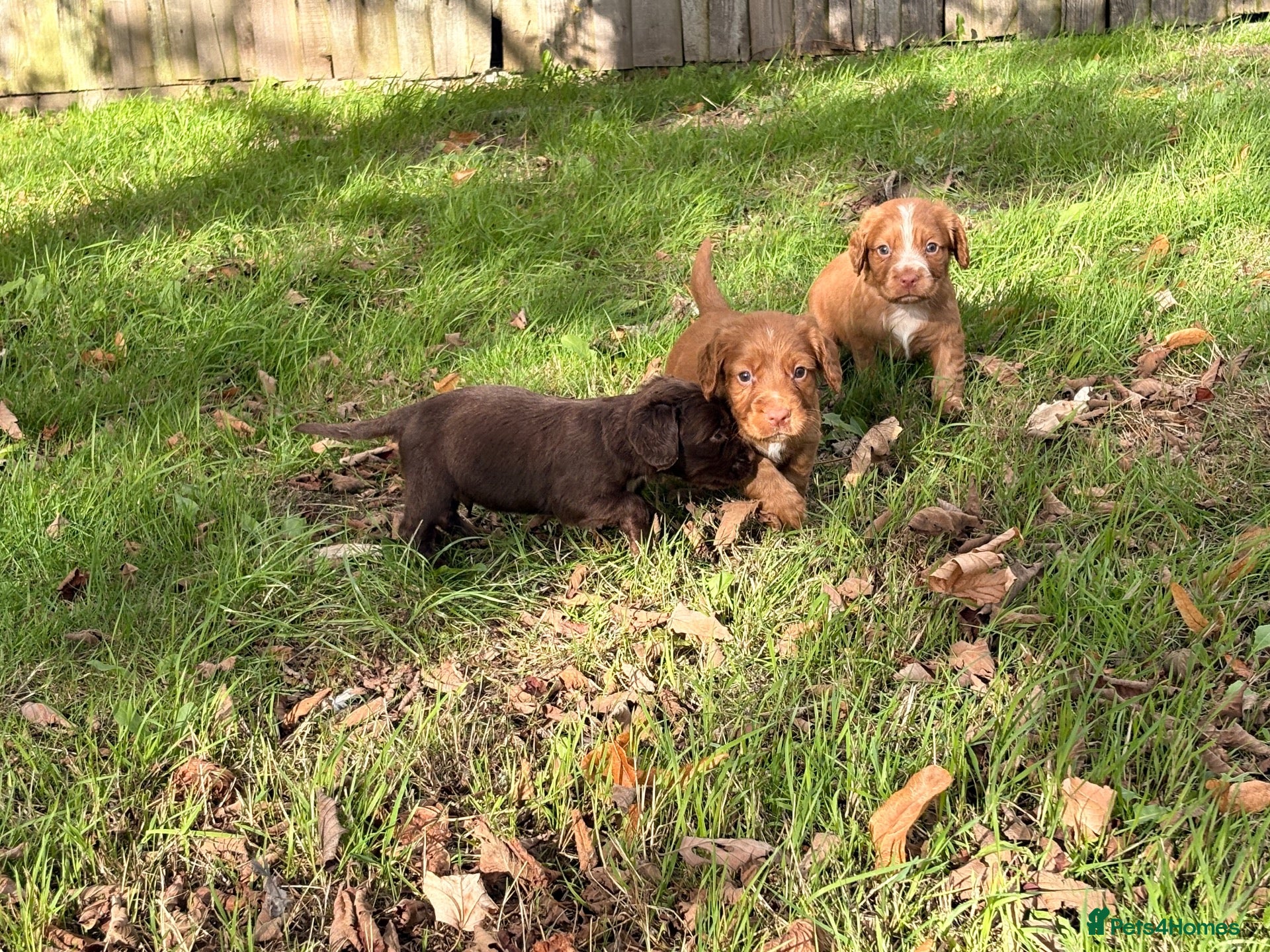 Cocker Spaniel dogs Working Cocker spaniels for sale - Advert 2