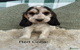 Cocker Spaniel dogs for sale: KC Registered Show Type Cocker Spaniels - Image 9