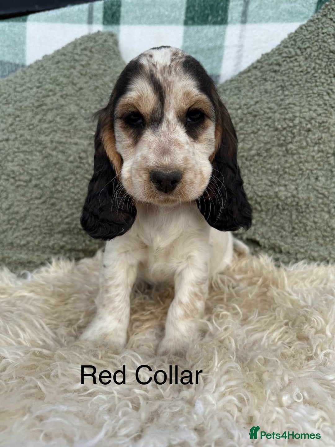 Cocker Spaniel dogs for sale: KC Registered Show Type Cocker Spaniels - Image 9