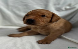Labrador Retriever dogs for sale: Family/Working bred KC Labradors - Image 16