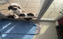 German Shorthaired Pointer dogs for sale: German shorthairs pointer - Image 10