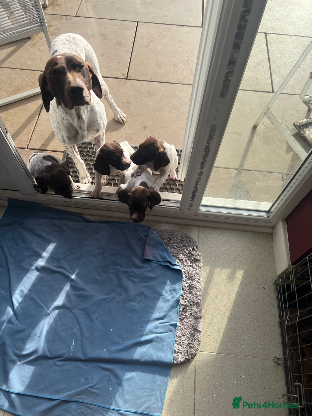 German Shorthaired Pointer dogs for sale: German shorthairs pointer - Image 10