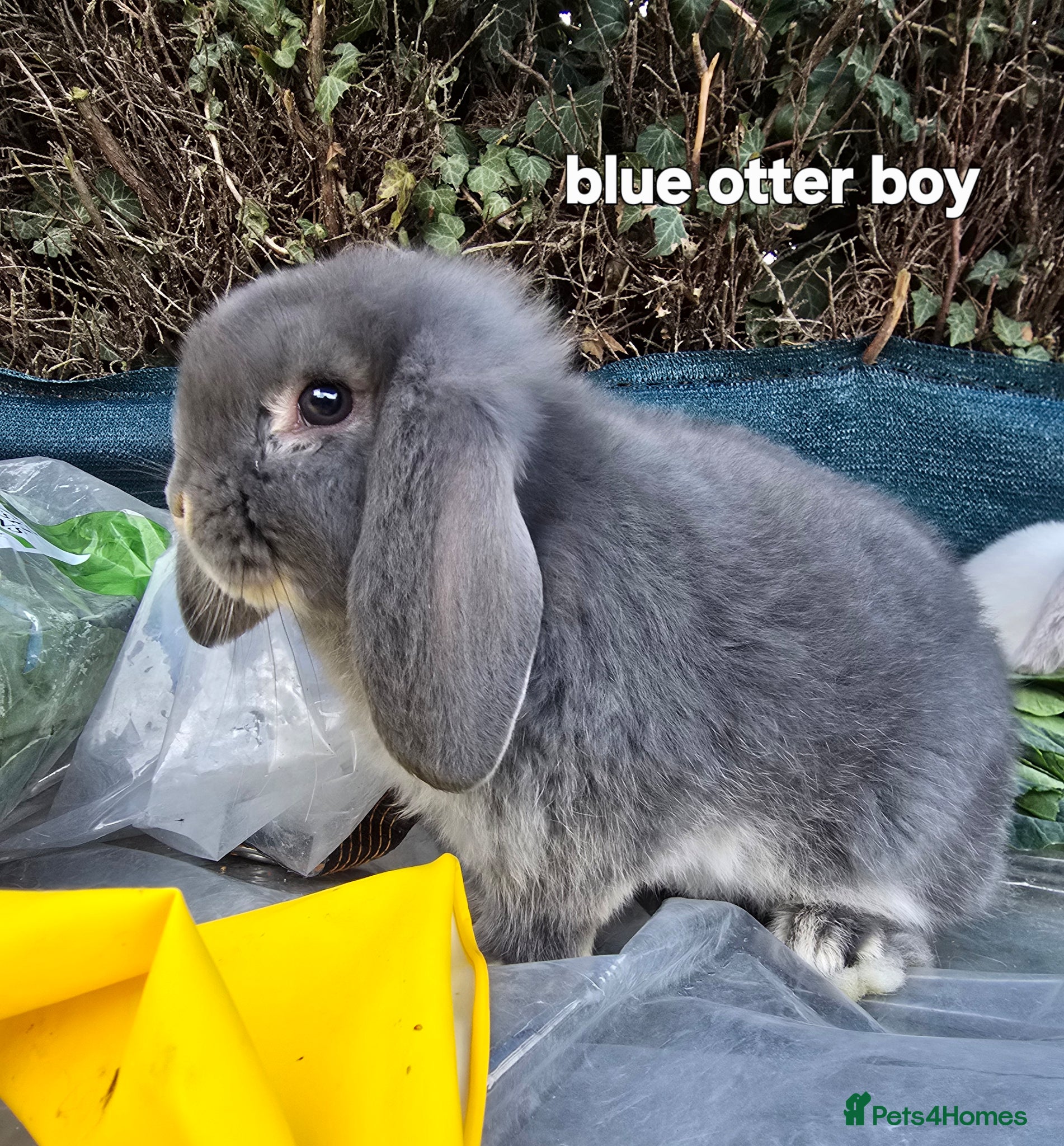 French Lop rabbits  French Lop babies x - Advert 9
