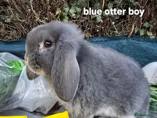 French Lop rabbits French Lop babies x - Advert 9