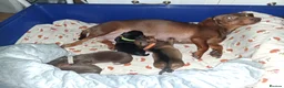 Miniature Dachshund dogs for sale: 4 BEAUTIFUL MINITURE DACHSHUNDS  - Advert 1