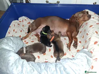 Miniature Dachshund dogs 4 BEAUTIFUL MINITURE DACHSHUNDS - Advert 1