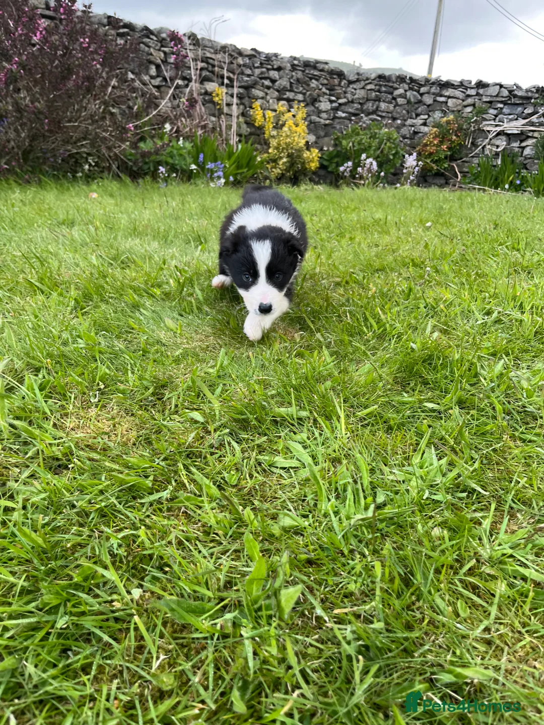 Border Collie dogs for sale: Border Collie Pups  in Sedbergh - Advert 6