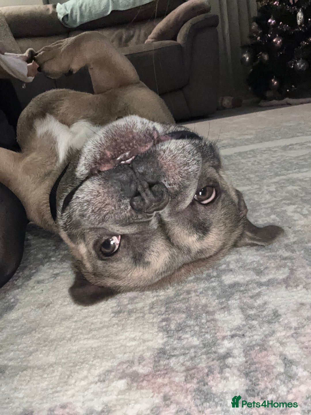 French Bulldog dogs for sale: Rocco- 4yr old French bulldog male  - Advert 3