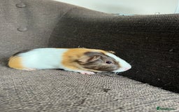 Guinea Pig rodents for sale: Baby BOY Guinea Pigs - Image 9