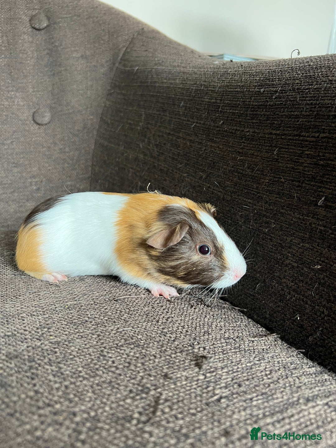 Guinea Pig rodents for sale: Baby BOY Guinea Pigs - Image 9