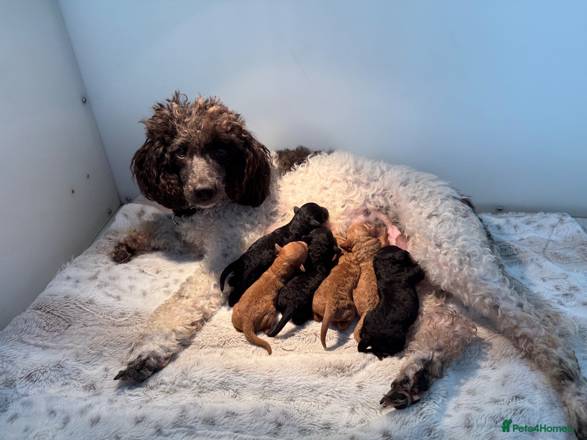 Miniature Poodle dogs ❤️‍🔥Stunning Kc miniature poodle❤️‍🔥 - Advert 1