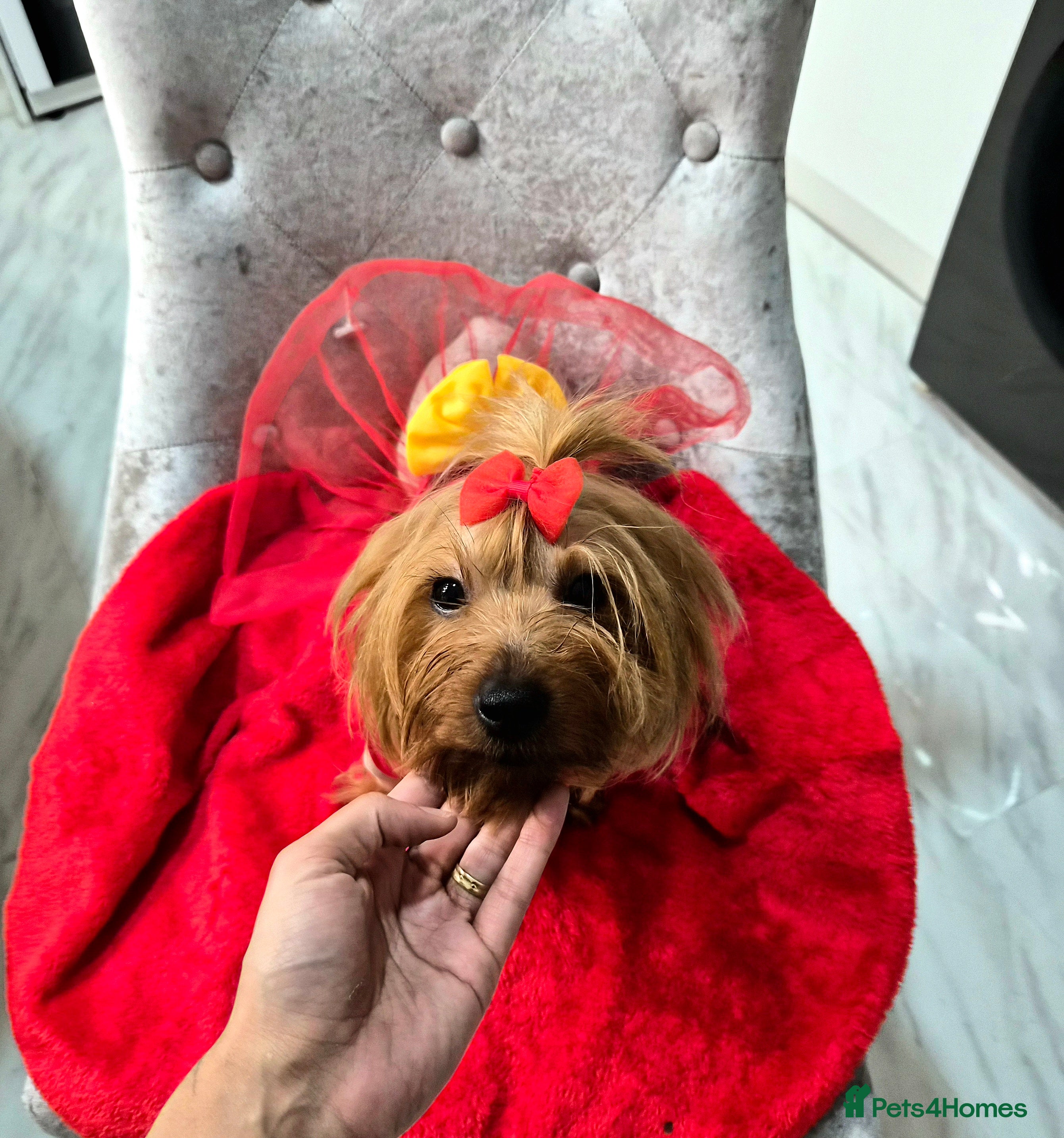 Yorkshire Terrier dogs 6 Girls yorkshire terrier girls - Advert 10