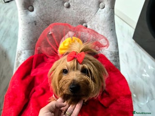 Yorkshire Terrier dogs 6 Girls yorkshire terrier girls - Advert 6