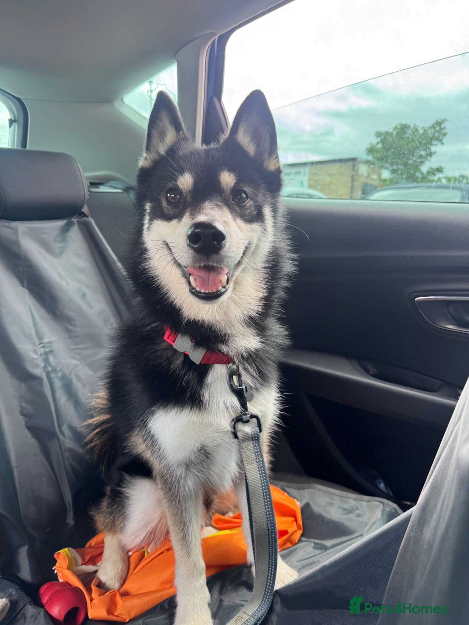 Pomsky dogs Apollo is needing a new home - Advert 4