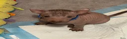 Mexican Hairless dogs for sale: NEW intermediate naked boy 2000 read the advert. - Advert 13