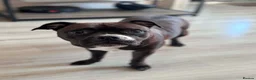 Staffordshire Bull Terrier dogs for sale: KC Staffordshire Bull Terrier in Ipswich - Advert 1