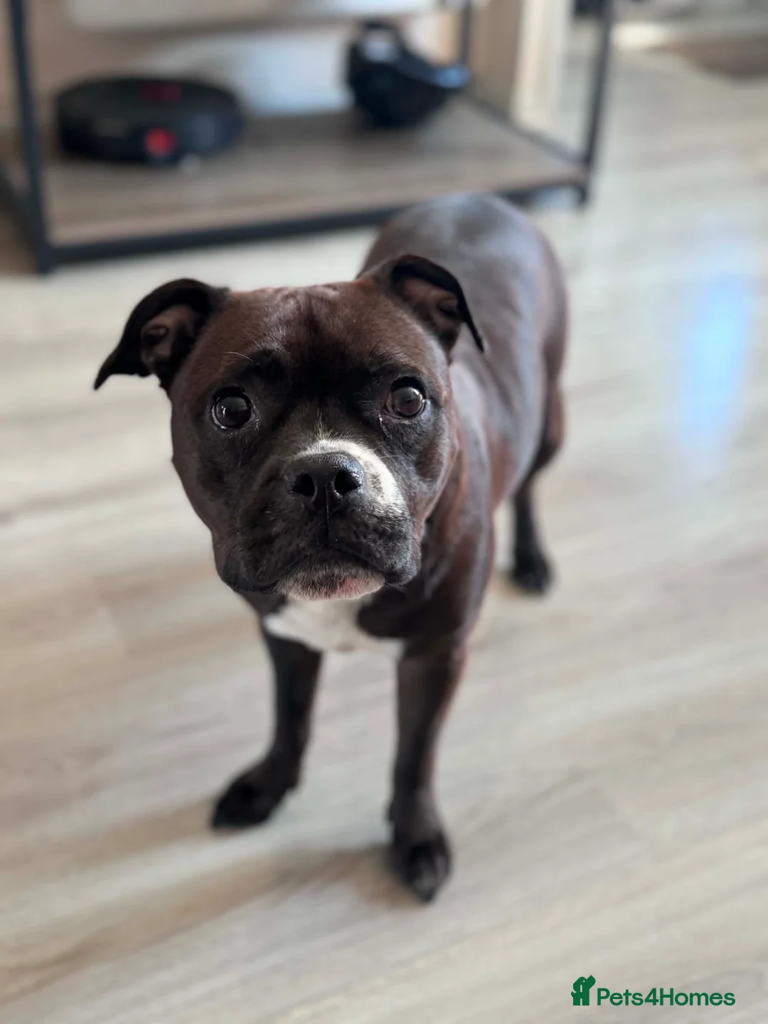 Staffordshire Bull Terrier dogs for sale: KC Staffordshire Bull Terrier in Ipswich - Advert 1