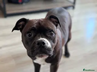 Staffordshire Bull Terrier dogs KC Staffordshire Bull Terrier - Advert 5