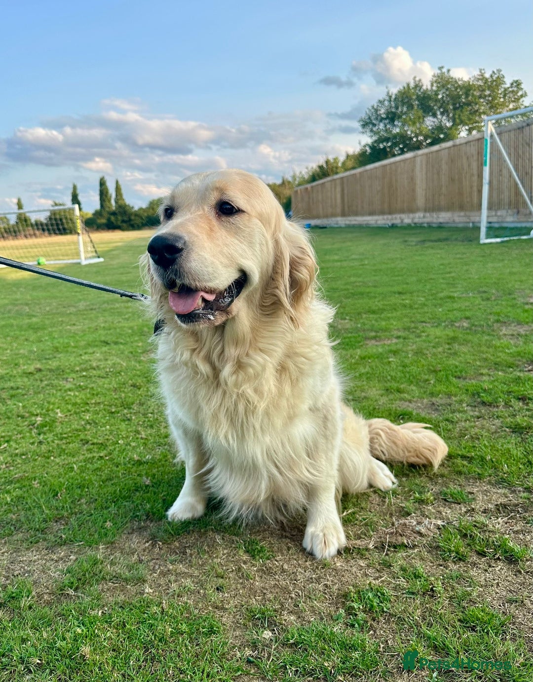 Golden Retriever dogs for sale: Golden retriever puppies - Image 3