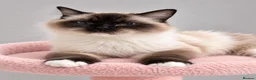 Ragdoll cats for sale: Stunning Seal Point/Mitted Ragdoll Female - Advert 6