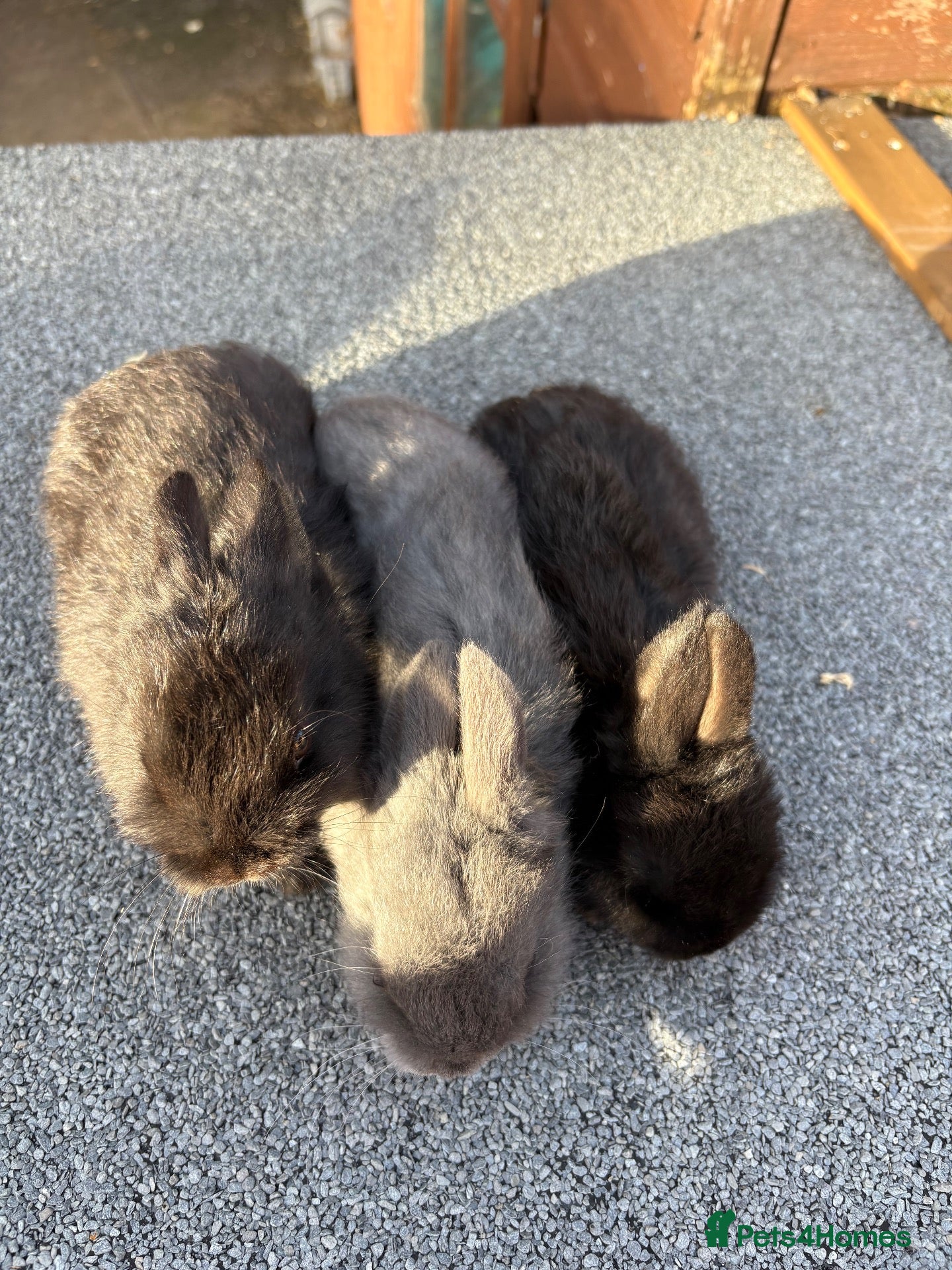 Mixed Breed rabbits Tiny baby bunnies for sale😍 - Advert 2