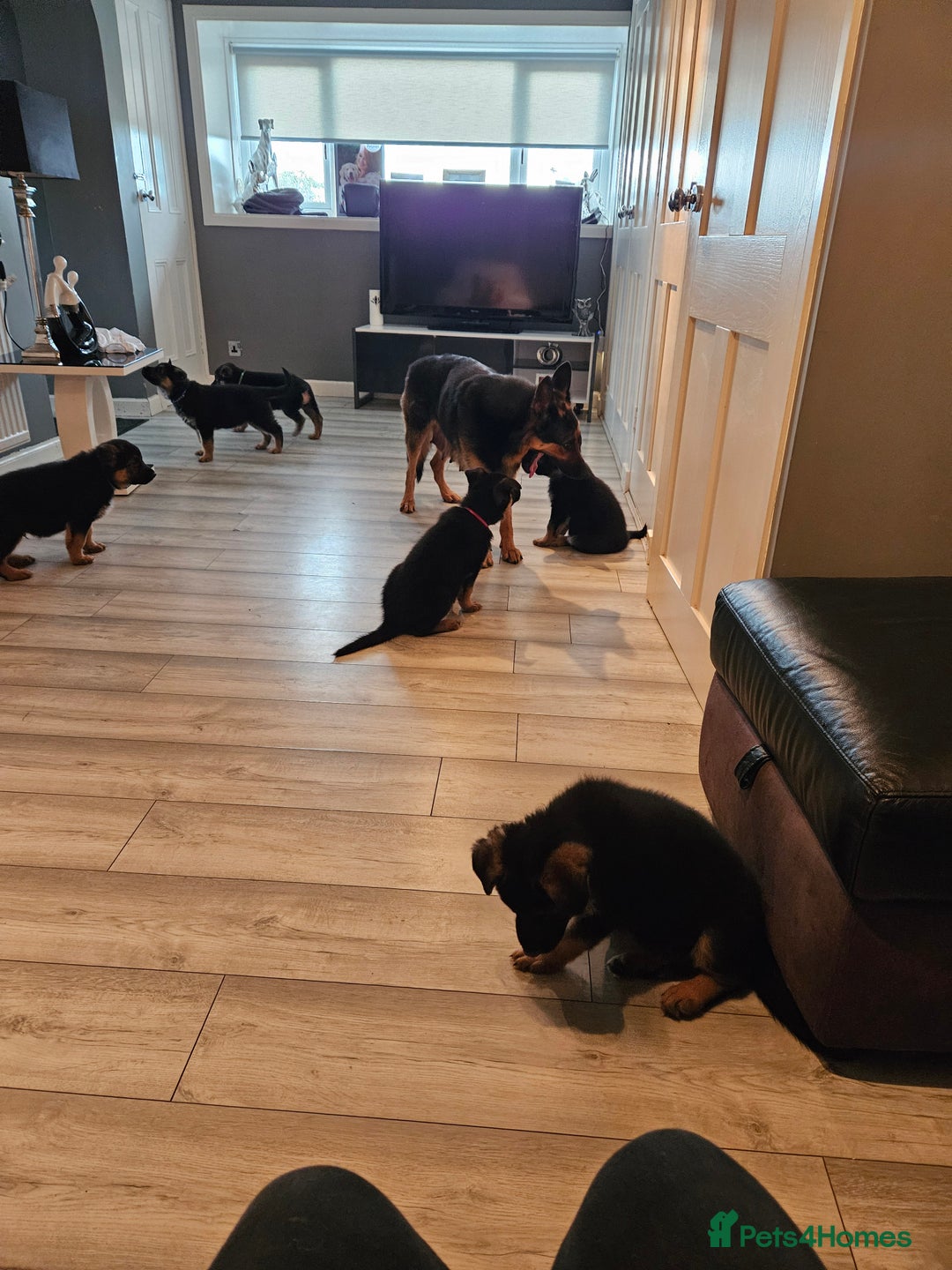 German Shepherd dogs for sale: GLENCONNER GERMAN SHEPHERDS  - Image 11