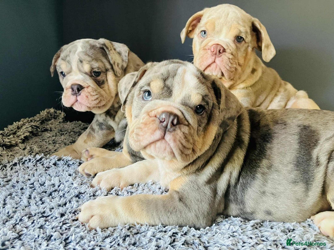 English Bulldog dogs for sale: READY NOW LILAC MERLE ENGLISH BULLDOG BOY in Gunnislake - Image 11