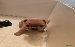 French Bulldog dogs for sale: 🐾 Premium Fluffy French Bulldog Puppies 🐾 - Image 2