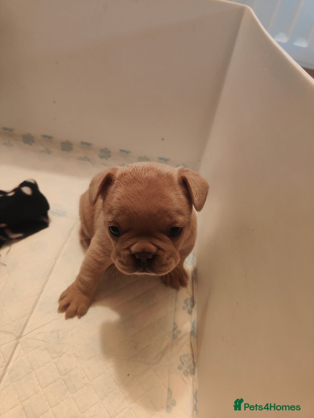 French Bulldog dogs for sale: 🐾 Premium Fluffy French Bulldog Puppies 🐾 - Image 2