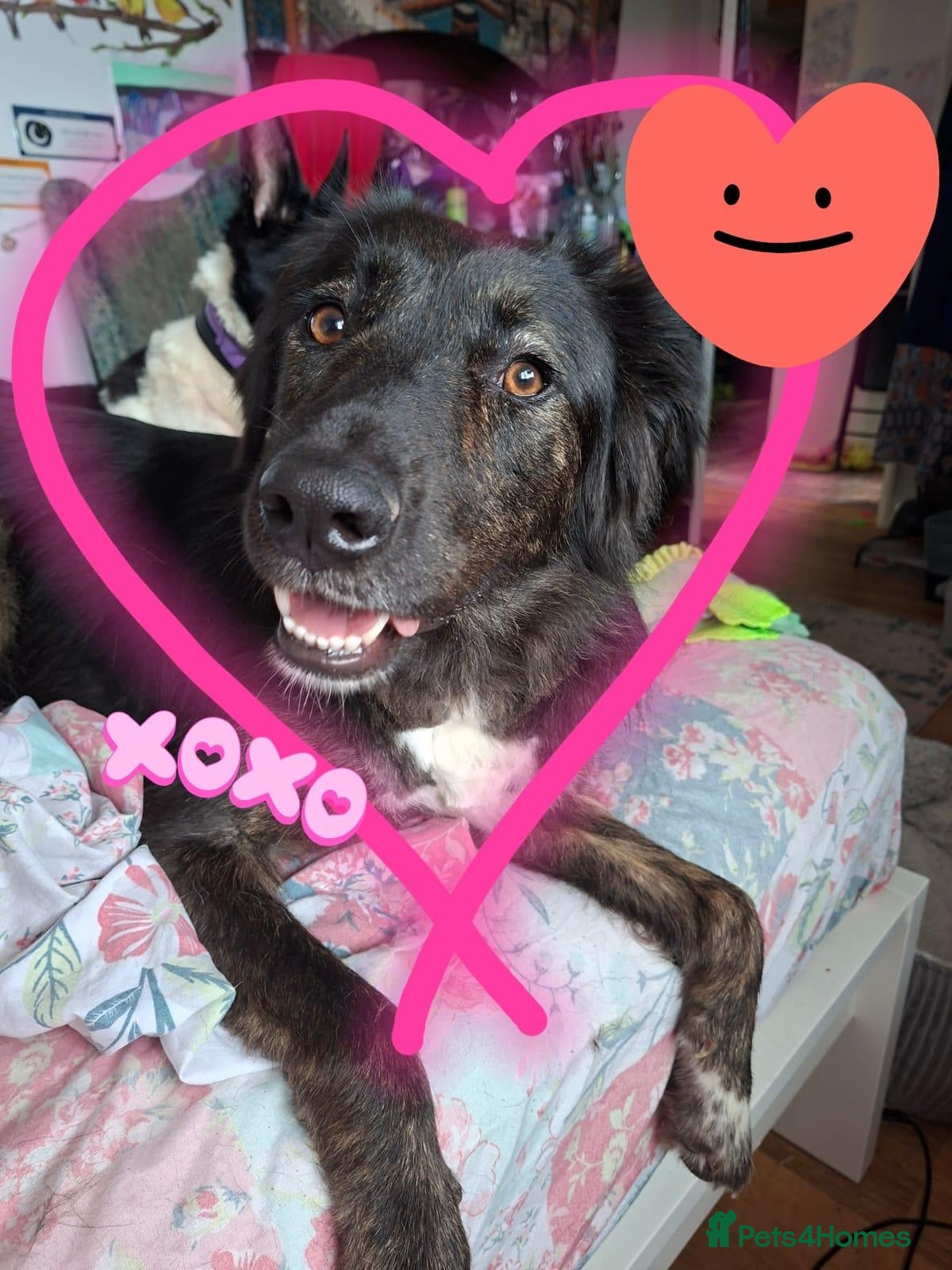Mixed Breed dogs Meet Grace: beautiful 2yrs old BrindleCrossbreed - Advert 2