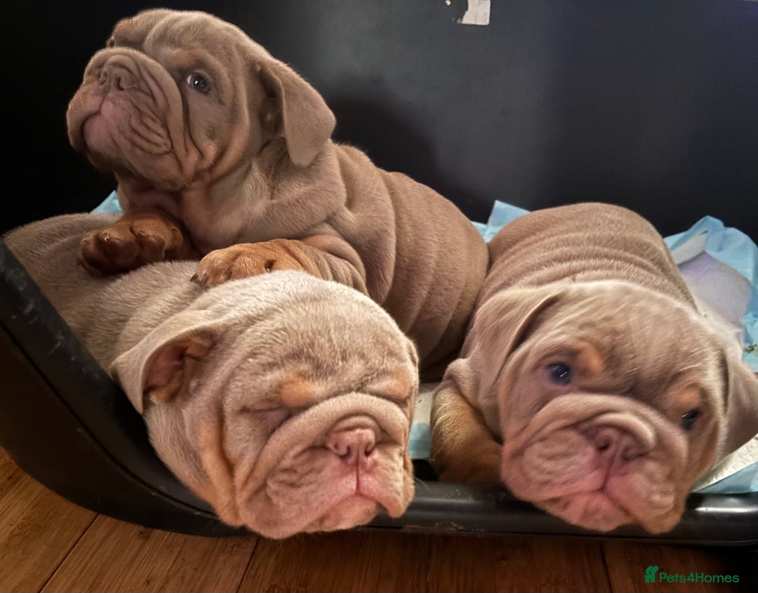 English Bulldog dogs for sale: 2 English bulldog 'lilac' puppies READY 8TH DEC 25 - Advert 33