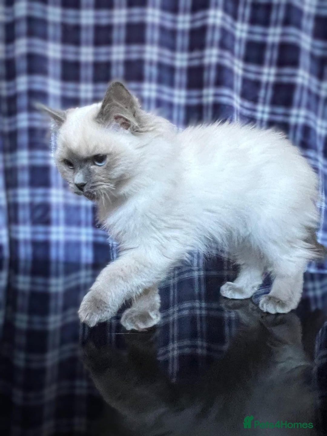 Ragdoll cats for sale: FIFe Registered Ragdoll Kittens Champion Line  - Image 32