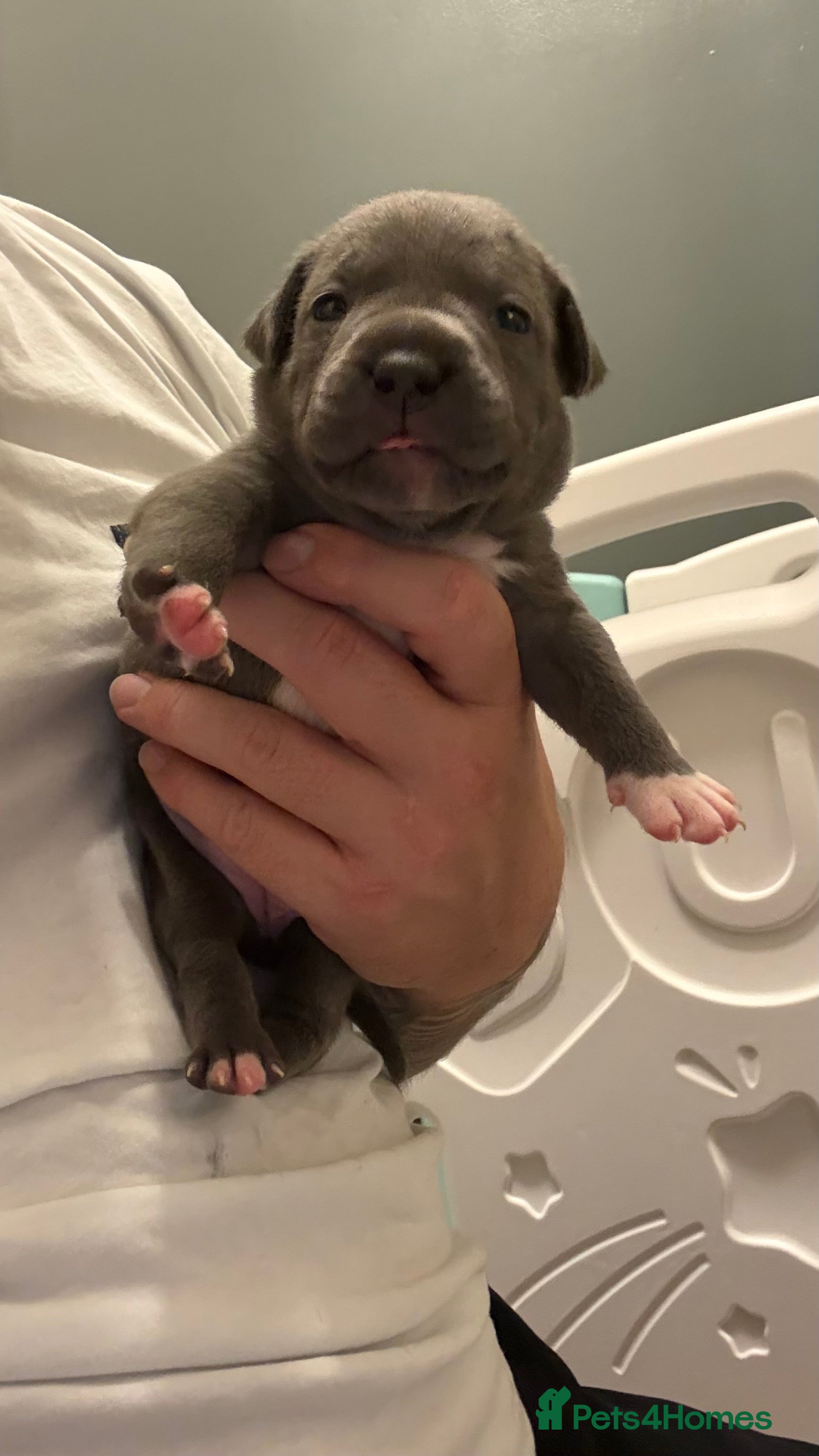Staffordshire Bull Terrier dogs 8 GORGEOUS  STAFFORDSHIRE BULL TERRIER PUPPIES - Advert 2