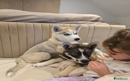 Siberian Husky dogs for sale: Stunning Pure siberian husky pups - Image 2