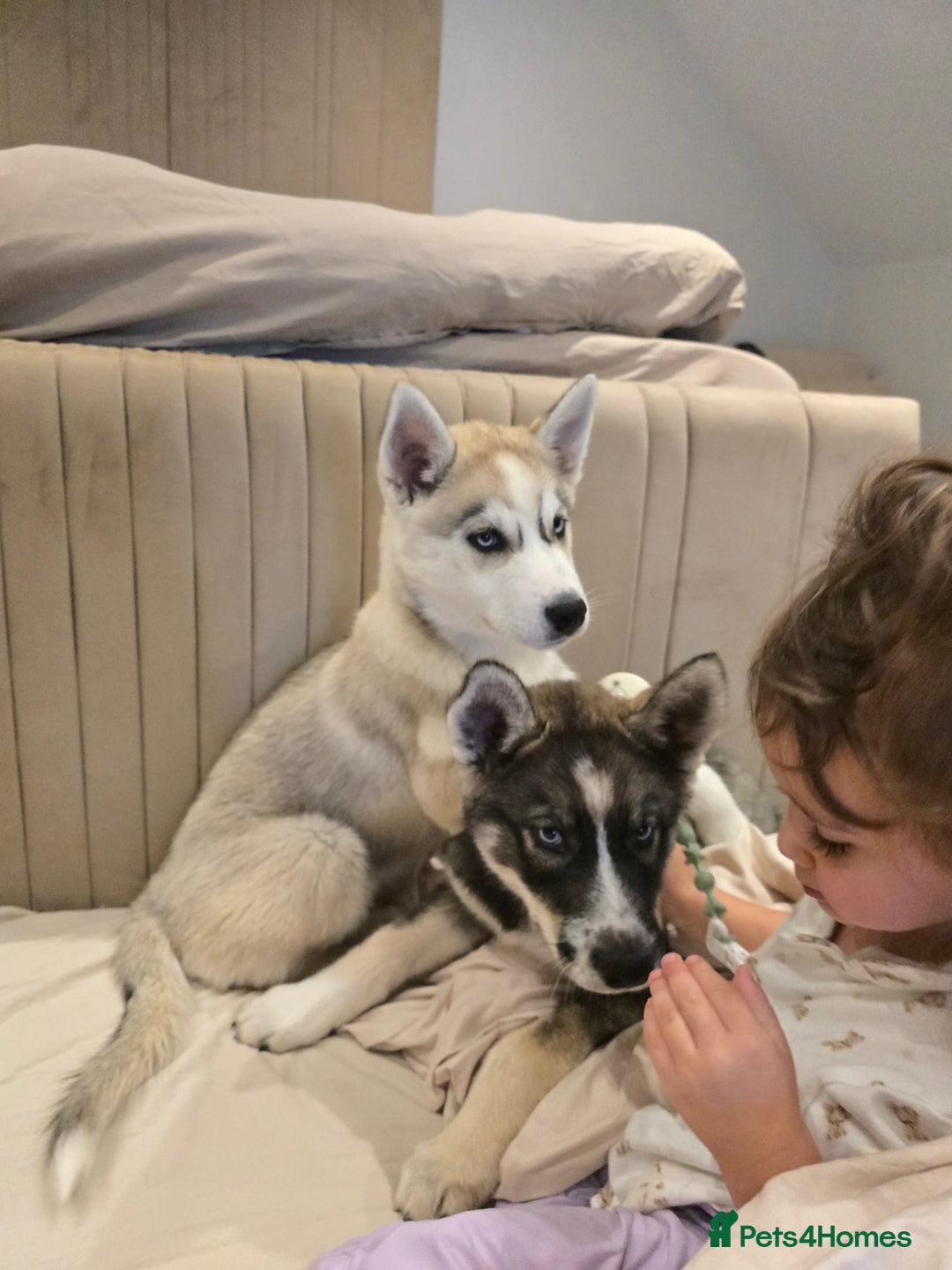 Siberian Husky dogs for sale: Stunning Pure siberian husky pups - Image 2