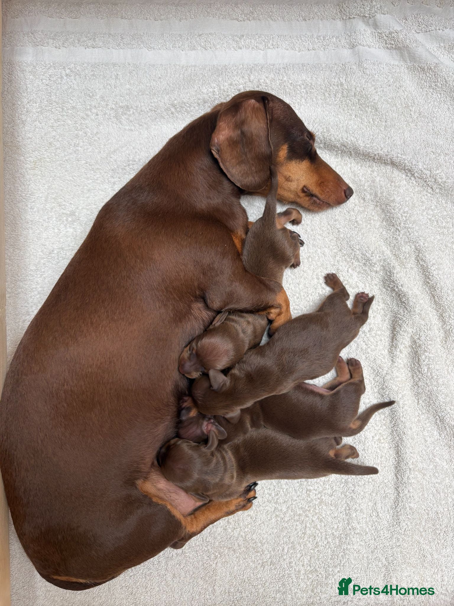 Miniature Dachshund dogs KC Registered Miniature Dachshund Puppies - Advert 17