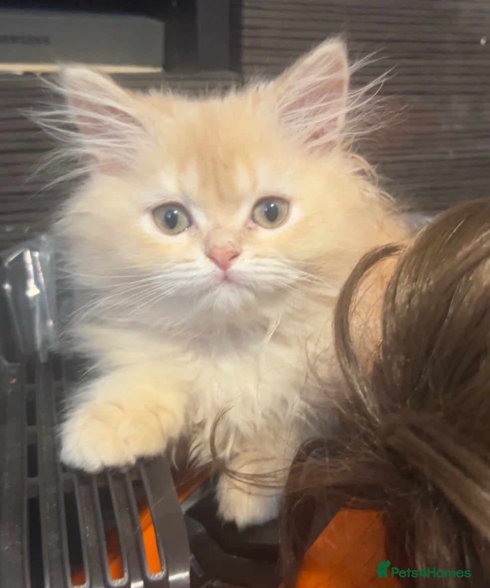 Persian cats 🌸ONLY 2 PERSIANS LEFT 🌸 - Advert 1