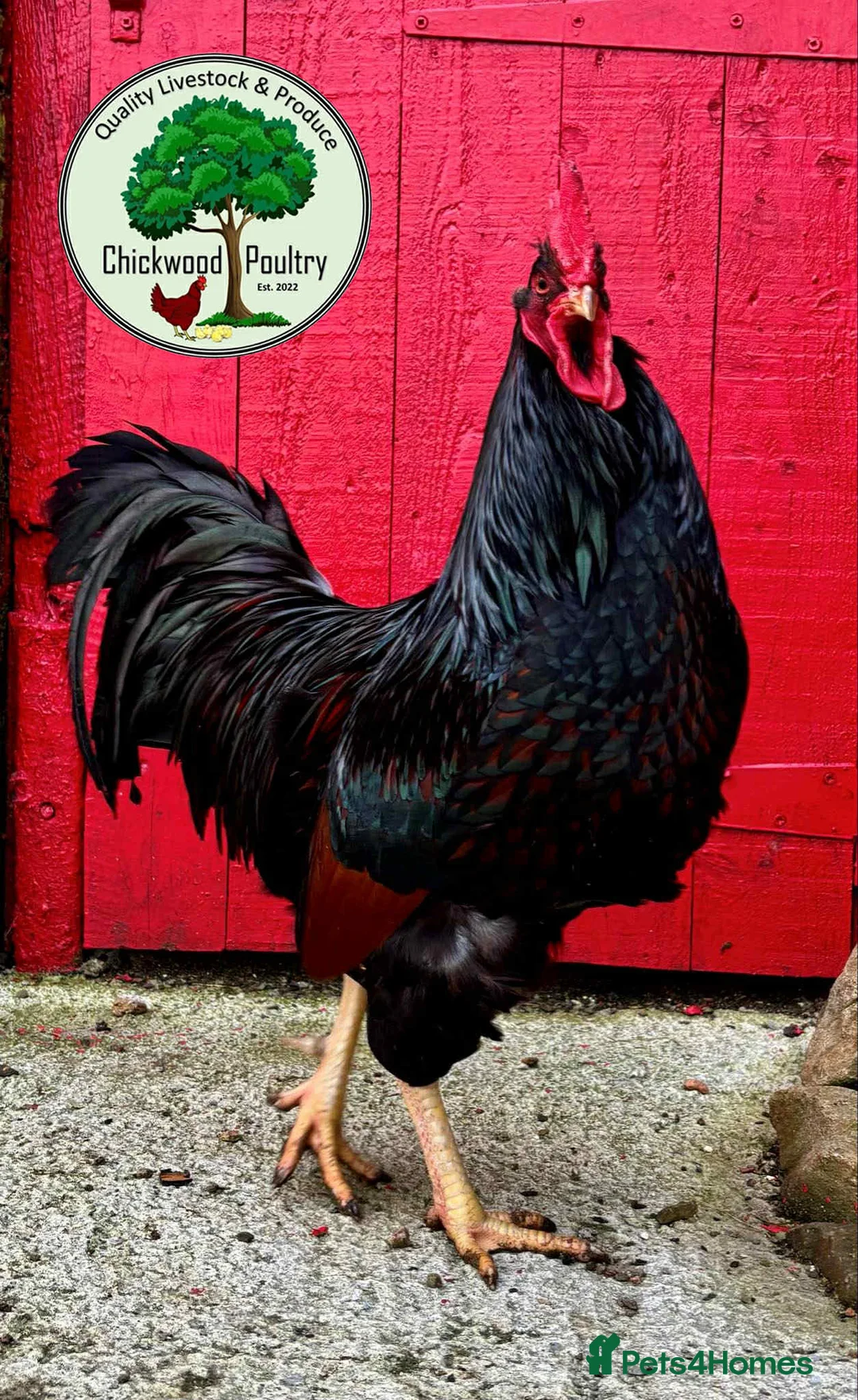 Chickens poultry for sale: GOLD LACED BARNEVELDER HATCHING EGGS  in Llanelli - Advert 1