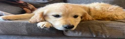 Golden Retriever dogs for sale: beautiful male 11 week golden retriever  - Advert 4