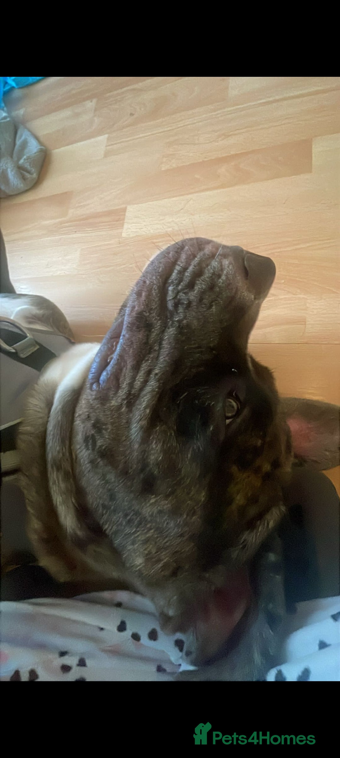 Cane Corso dogs for sale: Meet Our Gorgeous Boy Moose  - Image 7