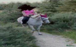 Irish Sports horses for sale: 16.2hh ISH mare - Image 3