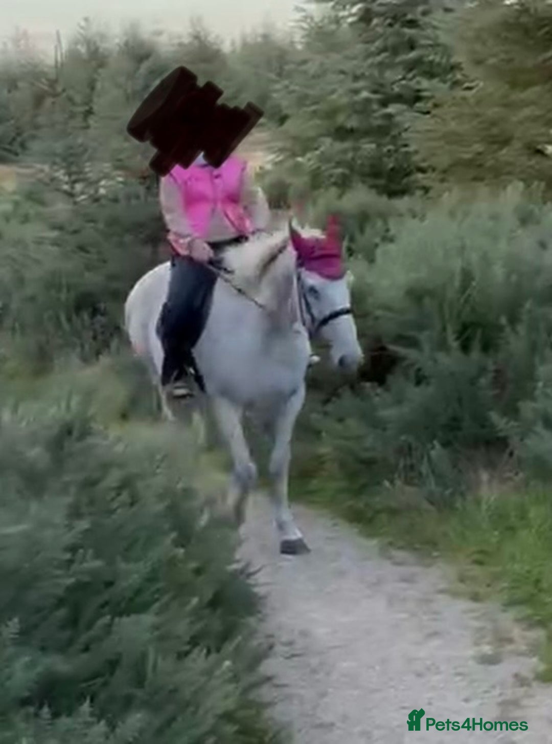 Irish Sports horses for sale: 16.2hh ISH mare - Image 3