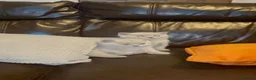 British Shorthair cats for sale: Beautiful British Shorthaired kittens - Advert 10