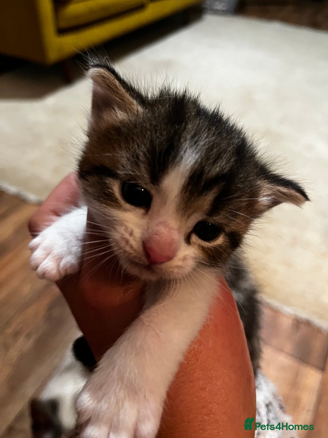 Mixed Breed cats for sale: Kittens for sale - Image 16