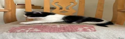 Mixed Breed cats for sale: 4 kittens for sale  - Advert 16